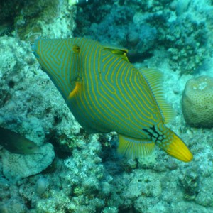 Orangestriped Triggerfish