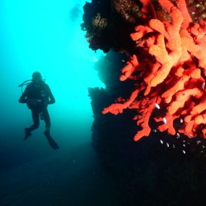Red Sponge with diver in the background