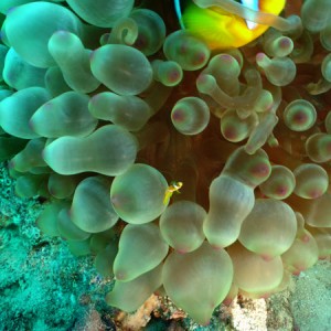 Red Sea anemonefish & Baby