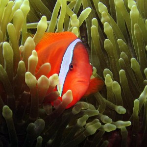 Anemonefish peering out