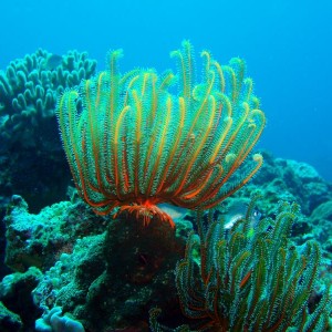 Healthy coral outcrop