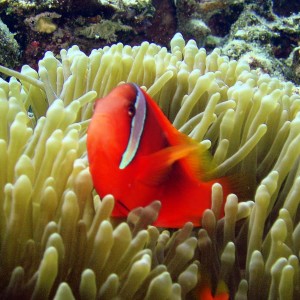 Clownfish