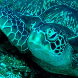 Turtle closeup