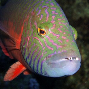 Stalking fish at Kadena