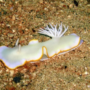 White nudi