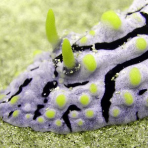 Kadena nudi