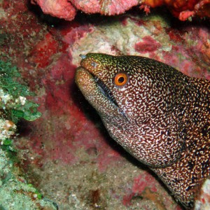 Little eel peering out