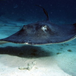 Atlantic Stingray