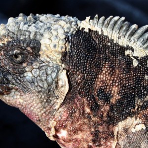 seaq iguana galapagos