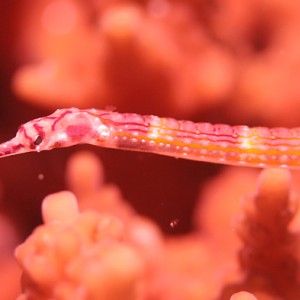 pipefish maldives