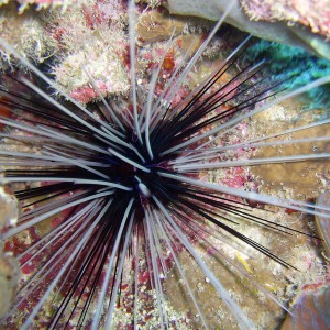 An Urchin