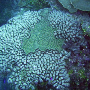 Coral In Roatan