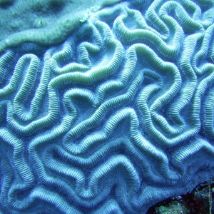 Coral In Roatan