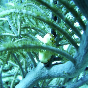 Flamingo Tongue