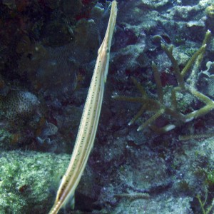 Trumpet Fish