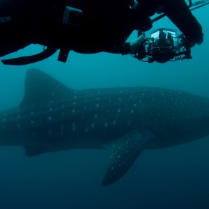 larry_and_the_whale_shark_small