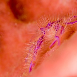 squat_lobster_small