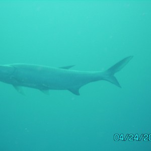 Bonaire_Tarpon