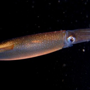 16" squid