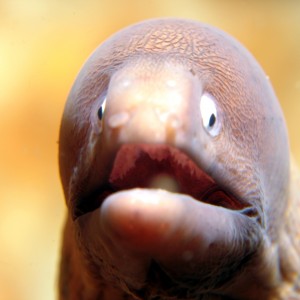 Moray Eel closeup shot