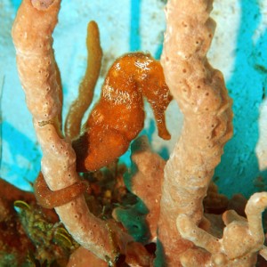 Sea Horse in Coral