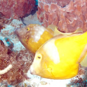 Pair of Whitespotted Filefish