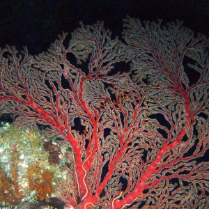 Some healthy coral off Yonaguni