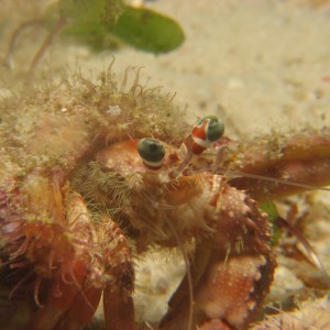 Hermit Crab (Dardanus pedunculatus)