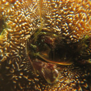 Coral Hermit Crab (Paguritta?)