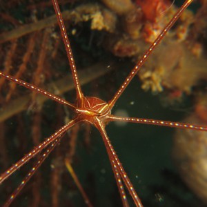 Deep-sea Squat Lobster (Chirostylus?)