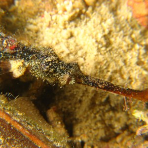 Halicampus macrorhynchus
