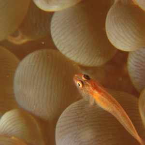 Goby on Bubble Coral