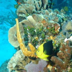 Los Corales y Peces de Cozumel