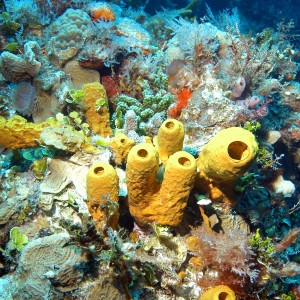 Los Corales de Cozumel