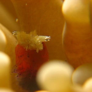 Ghost shrimp (Periclimenes kororensis)
