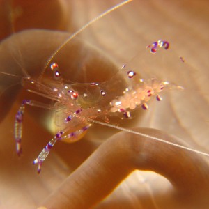 Commensal shrimp (Periclimenes tosaensis)