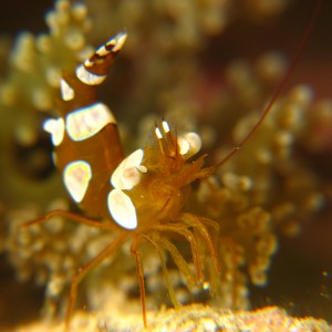 Anemone Shrimp (Thor amboinensis)