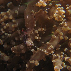 Commensal shrimp (periclimenes tosaenis)