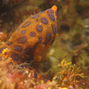 Blue-ring Octopus