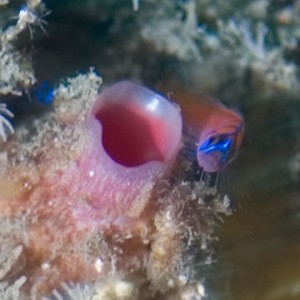 banded_goby