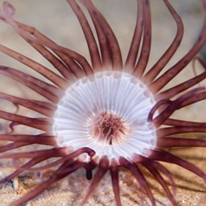 anemone_1_1-07