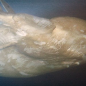 torpedo_ray1