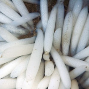 squid_eggs