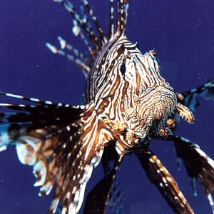 Palau Lionfish 1