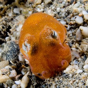 Bobtail squid with handlebar moustache