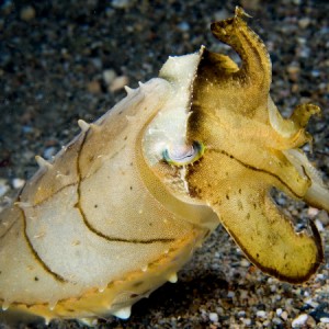 Cuttlefish posing