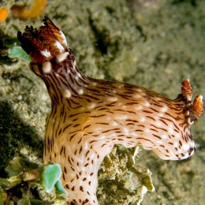Big nudibranch