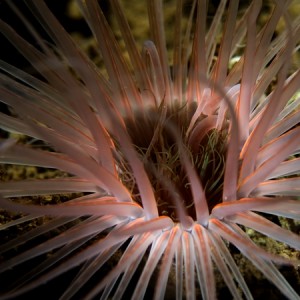 Glowing tube anemone at night
