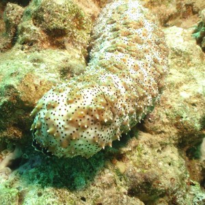 Blackmouth Sea Cucumber