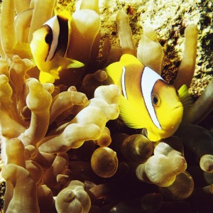 Dahab Clownfish 2